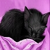 Jeu Black sleepy cat slide puzzle en plein ecran