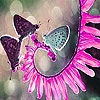 Jeu Butterflies and blossom slide puzzle en plein ecran