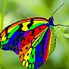 Jeu Butterfly on the leaf  puzzle en plein ecran