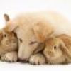 Jeu Cute friends: Doggy and Bunny en plein ecran