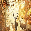 Jeu Deer in the woods slide puzzle en plein ecran
