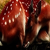 Jeu Deers and wildlife puzzle en plein ecran
