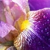 Jeu Flowers Iris en plein ecran
