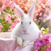 Jeu Flowers Rabbit en plein ecran
