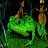 Jeu Green lake frogs puzzle en plein ecran