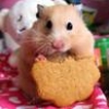 Jeu Hamster Food en plein ecran