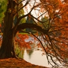 Jeu Jigsaw: Autumn Pond Tree en plein ecran