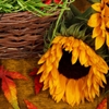 Jeu Jigsaw: Autumn Sunflower en plein ecran
