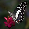 Jeu Jigsaw: Black And White Butterfly en plein ecran
