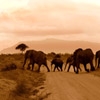 Jeu Jigsaw: Elephants en plein ecran
