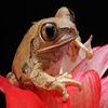 Jeu Jigsaw: Flower Frog en plein ecran
