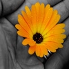 Jeu Jigsaw: Flower in Hand en plein ecran