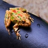 Jeu Jigsaw: Frog on Seat en plein ecran