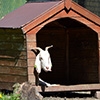 Jeu Jigsaw: Goat House en plein ecran