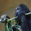 Jeu Jigsaw: Gorilla en plein ecran