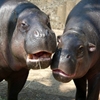 Jeu Jigsaw: Hippos en plein ecran