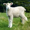 Jeu Jigsaw: Lamb en plein ecran