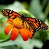 Jeu Jigsaw: Monarch Butterfly en plein ecran