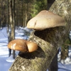 Jeu jigsaw: Mushroom Tree en plein ecran