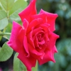 Jeu Jigsaw: One Rose en plein ecran