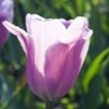 Jeu Jigsaw Purple Tulips en plein ecran