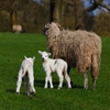 Jeu Jigsaw: Sheep And Lamb en plein ecran