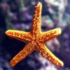 Jeu Jigsaw: Star Fish en plein ecran