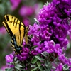 Jeu Jigsaw: Yellow Butterfly en plein ecran