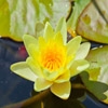 Jeu Jigsaw: Yellow Lily en plein ecran