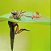 Jeu Little ant and leaf slide puzzle en plein ecran