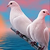 Jeu Lovely white doves slide puzzle en plein ecran