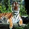 Jeu Puzzles: Tigers en plein ecran