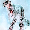 Jeu Snow leopard puzzle en plein ecran