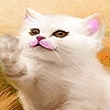 Jeu White cute kitty slide puzzle en plein ecran