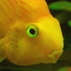 Jeu Yellow Fish en plein ecran