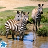 Jeu Zebras in Southern Africa en plein ecran