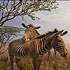 Jeu Zebras in the desert slide puzzle en plein ecran