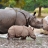 Baby Rhino Slider Puzzle