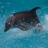 Dolphin Slider
