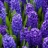 Jigsaw: Blue Hyacinths