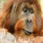 Jigsaw: Orangutan