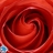 Red Rose Jigsaw
