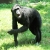Jeu Jigsaw: Chimpanzee