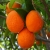 Jeu Jigsaw: Oranges