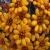 Jeu Jigsaw: Sulmona Flowers