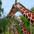 Jeu Three hungry  giraffe slide puzzle