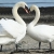 Jeu Valentine Swans