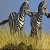 Jeu Zebras in the field slide puzzle