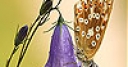 Jeu Flower and butterfly slide puzzle