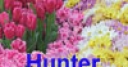 Jeu Flowers Hunter